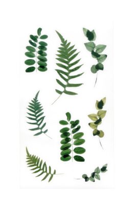 Naklejki transparentne Paproć i Eukaliptus