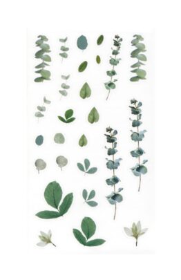 Naklejki transparentne Paproć i Eukaliptus