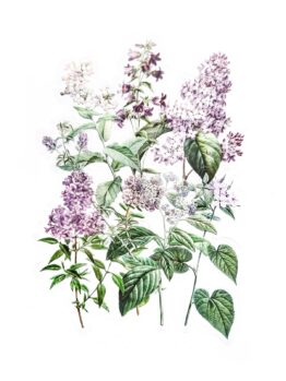 Naklejki transparentne W Kolorze Bzu