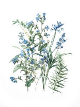 Набор наклеек прозрачных В Саду с Ирисами