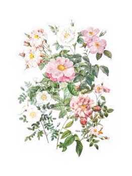 Transparent stickers From a Rose Bush